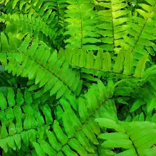 Boston fern